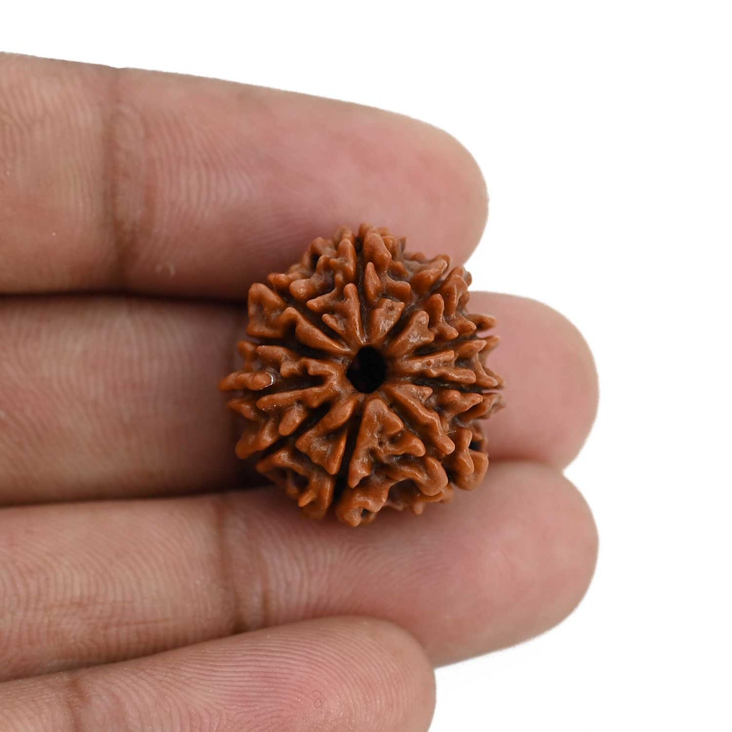 10 Mukhi Rudraksha (Nepal) 21.57 MM