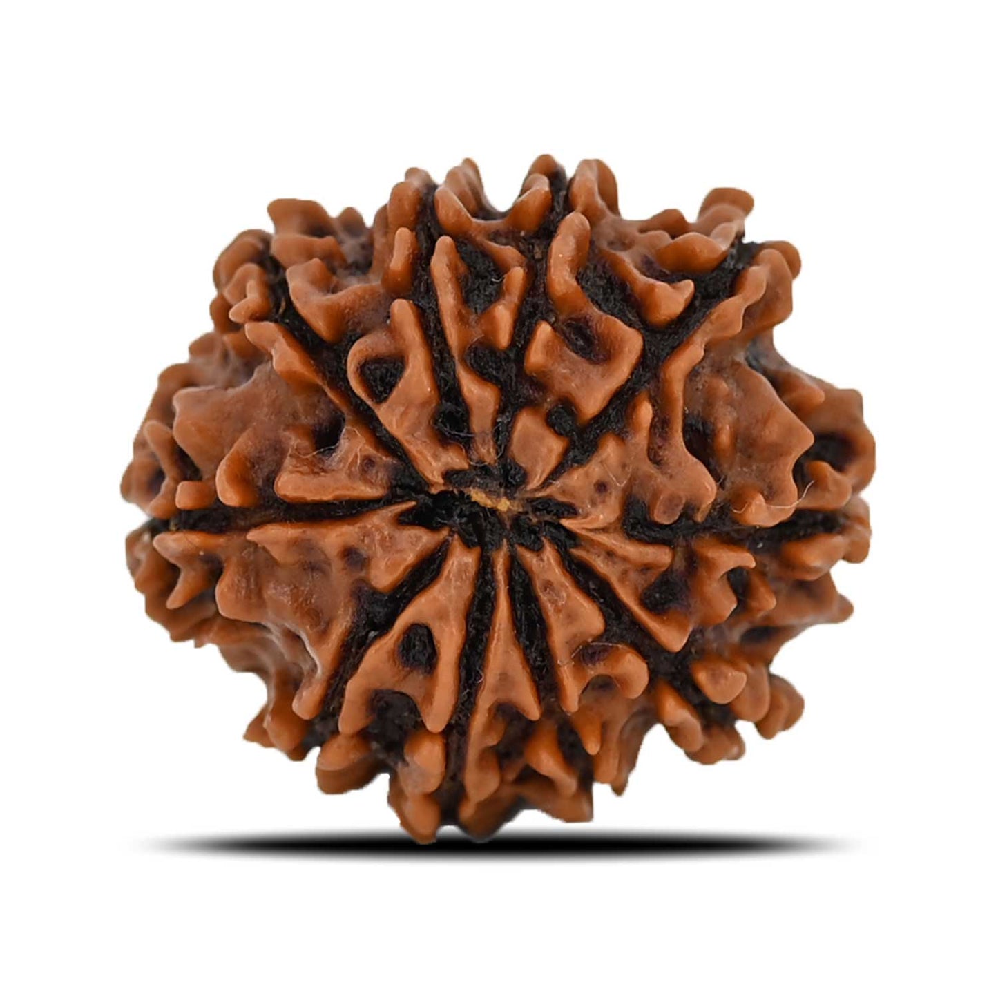 10 Mukhi Rudraksha (Nepal) 22.46 MM
