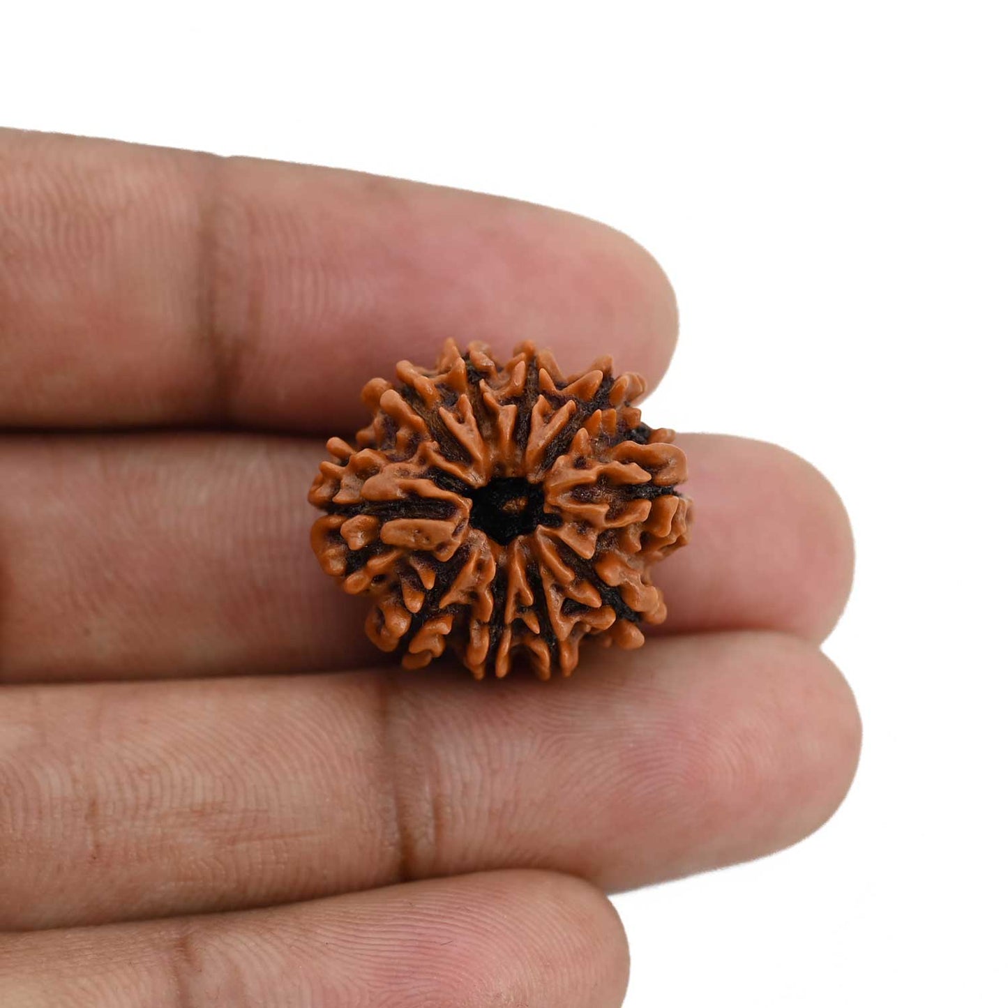 10 Mukhi Rudraksha (Nepal) 22.46 MM
