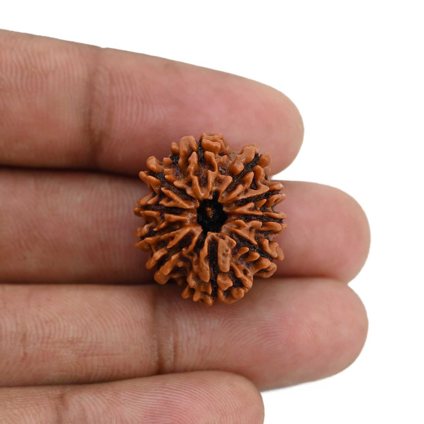 10 Mukhi Rudraksha (Nepal) 22.46 MM