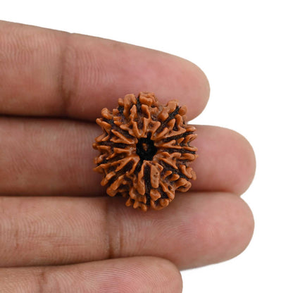 10 Mukhi Rudraksha (Nepal) 22.46 MM