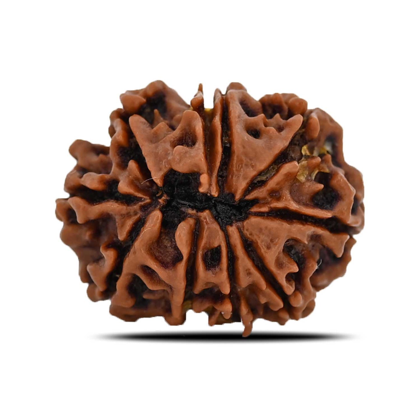 10 Mukhi Rudraksha (Nepal) 22.72 MM