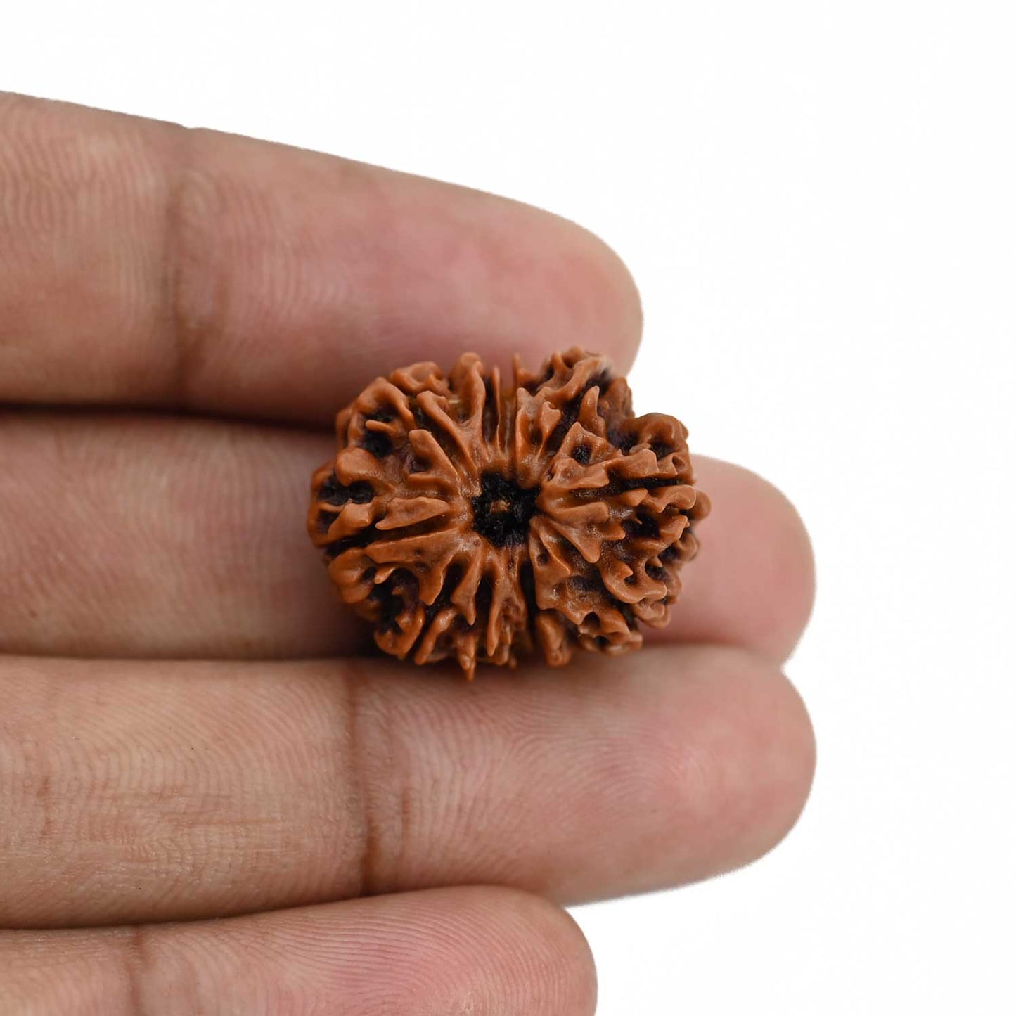 10 Mukhi Rudraksha (Nepal) 22.72 MM