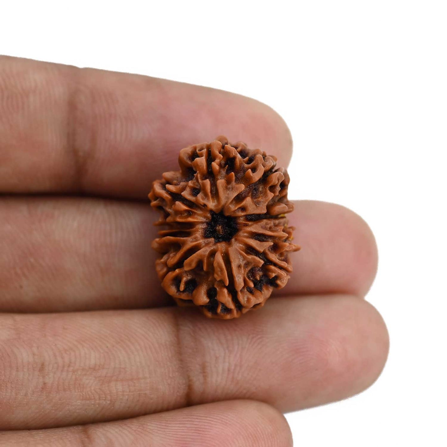10 Mukhi Rudraksha (Nepal) 22.72 MM