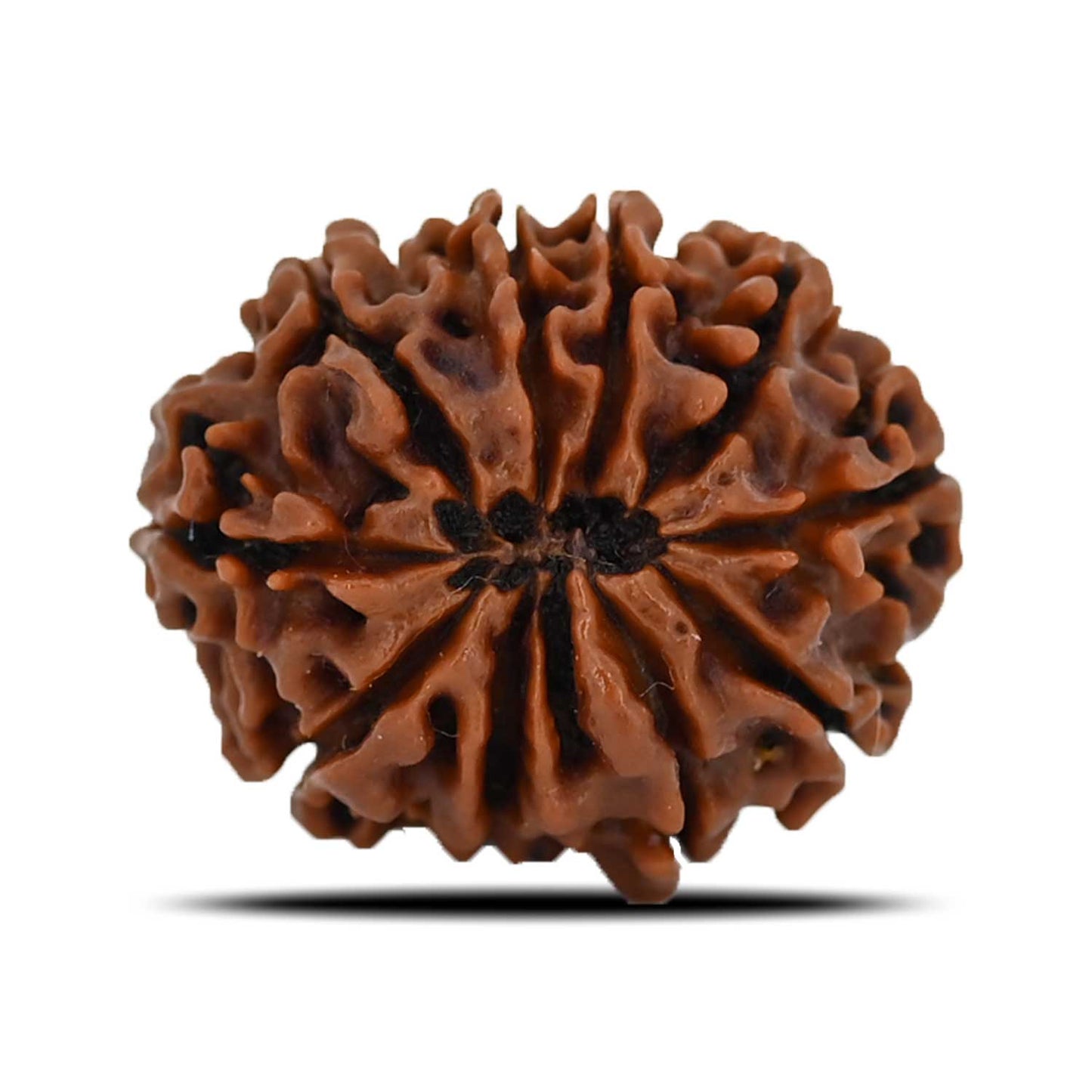 10 Mukhi Rudraksha (Nepal) 23.93 MM