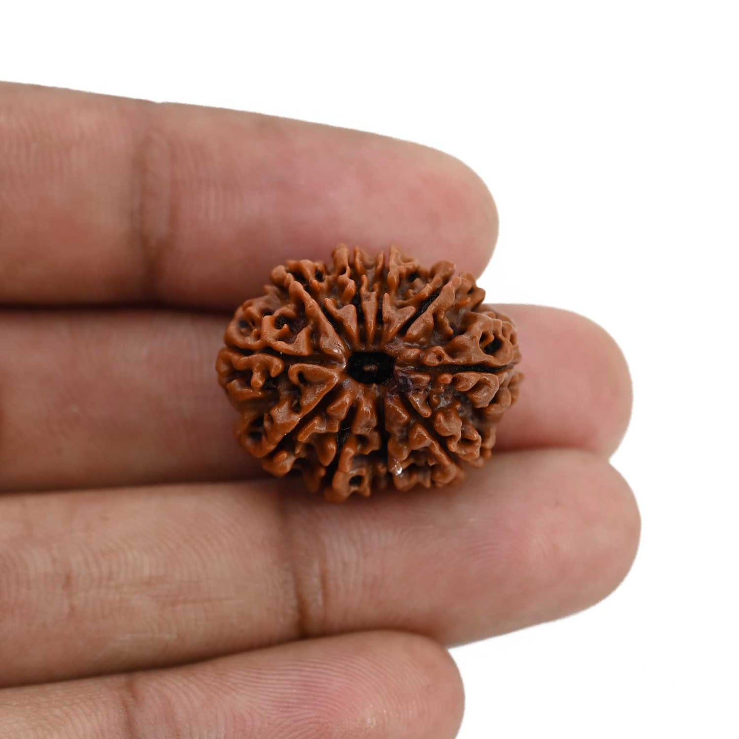 10 Mukhi Rudraksha (Nepal) 23.93 MM