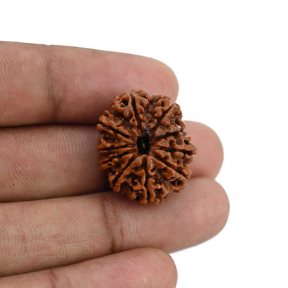10 Mukhi Rudraksha (Nepal) 23.93 MM