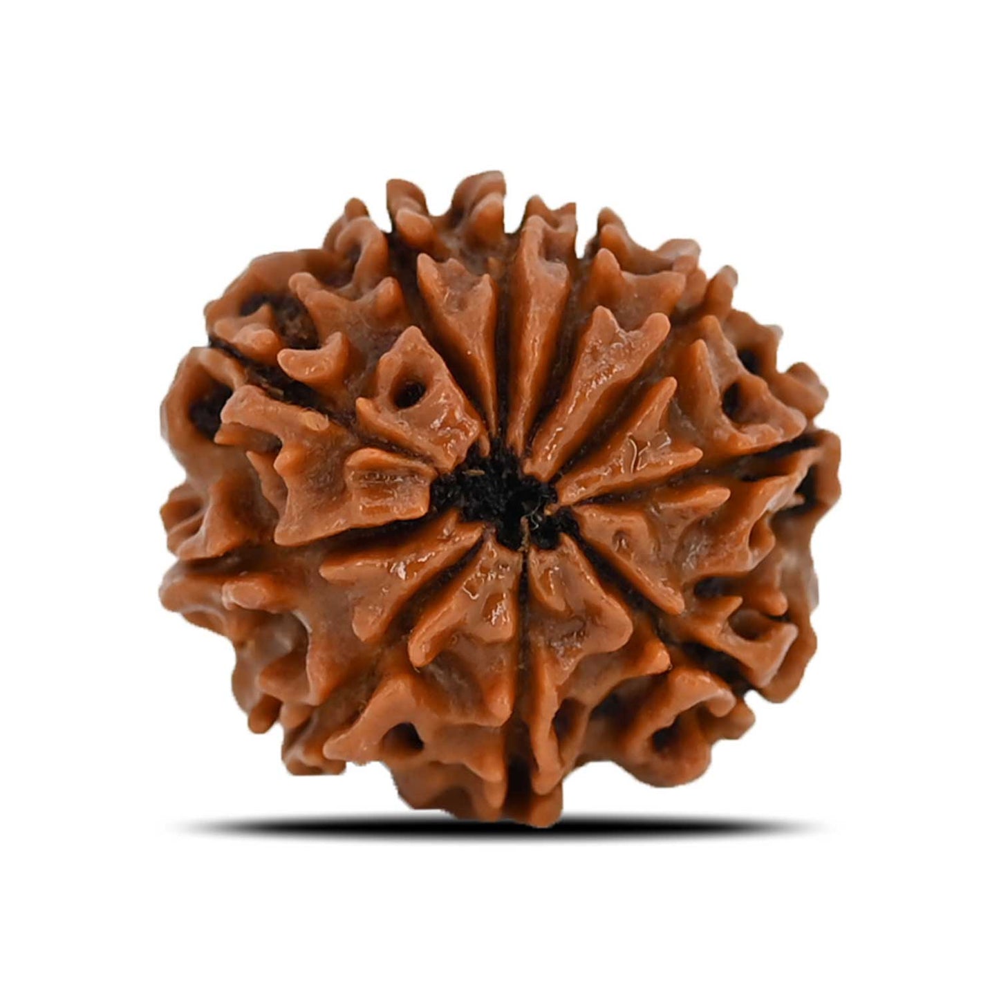 10 Mukhi Rudraksha (Nepal) 21.6 MM