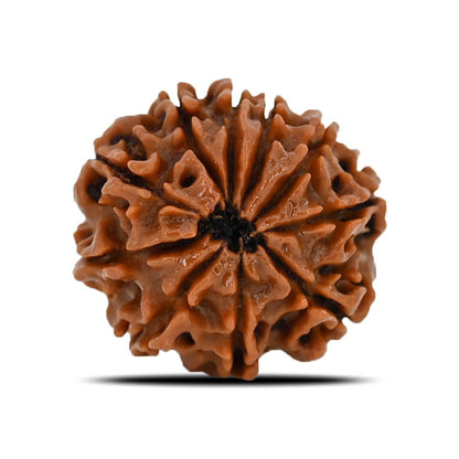10 Mukhi Rudraksha (Nepal) 21.6 MM
