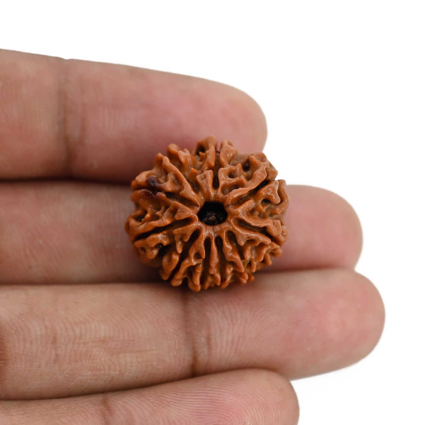 10 Mukhi Rudraksha (Nepal) 21.6 MM