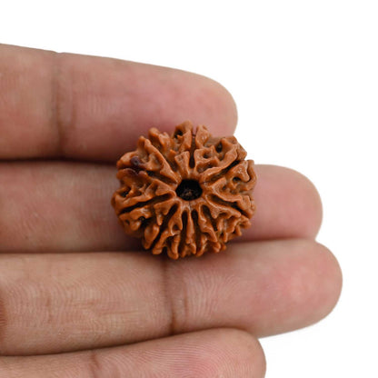 10 Mukhi Rudraksha (Nepal) 21.6 MM