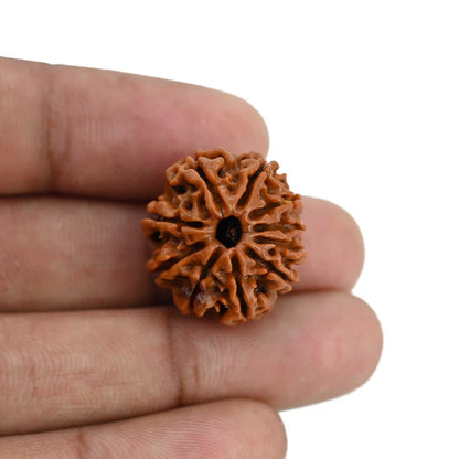 10 Mukhi Rudraksha (Nepal) 21.6 MM