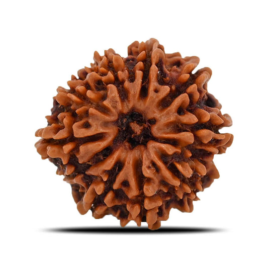 10 Mukhi Rudraksha (Nepal) 21.28 MM
