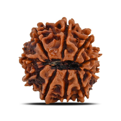 10 Mukhi Rudraksha (Nepal) 21.28 MM