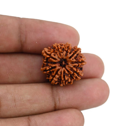 10 Mukhi Rudraksha (Nepal) 21.28 MM