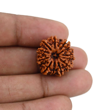 10 Mukhi Rudraksha (Nepal) 21.28 MM