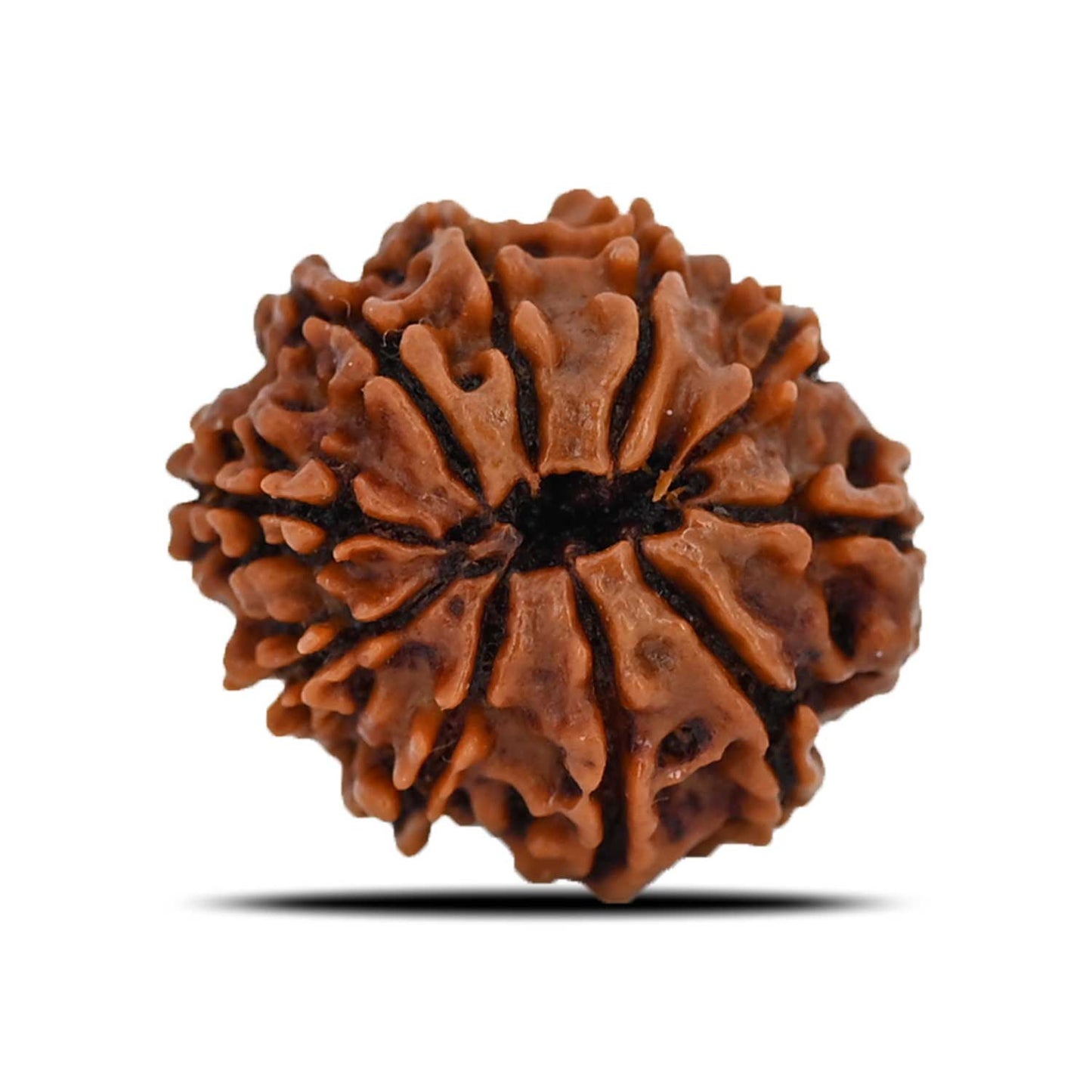 10 Mukhi Rudraksha (Nepal) 21.72 MM