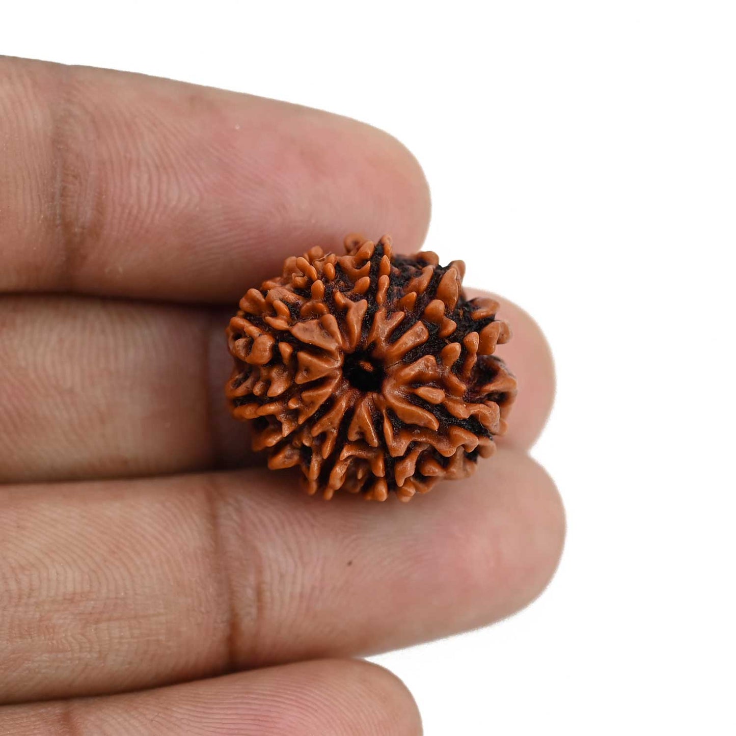 10 Mukhi Rudraksha (Nepal) 21.72 MM