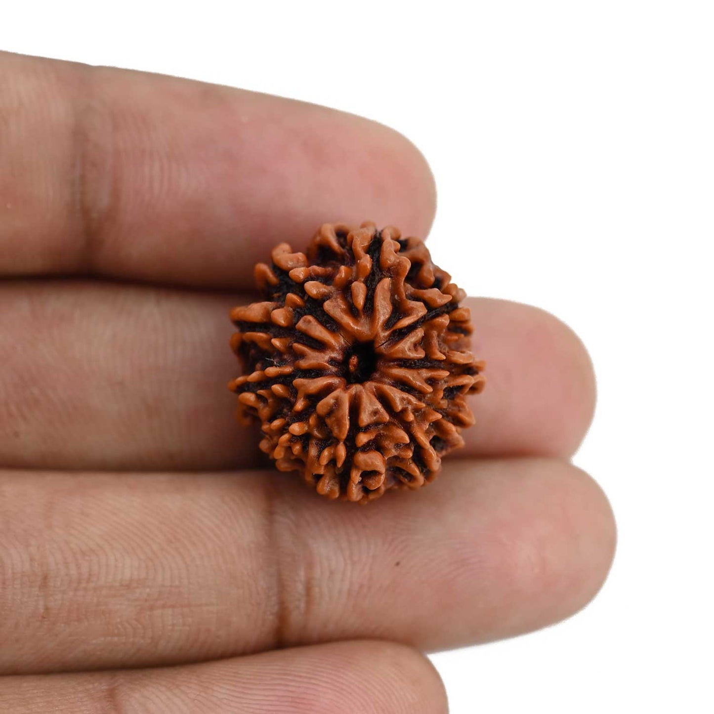 10 Mukhi Rudraksha (Nepal) 21.72 MM