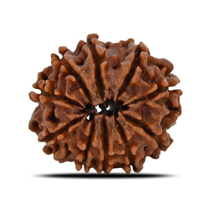 10 Mukhi Rudraksha (Nepal) 22.42 MM