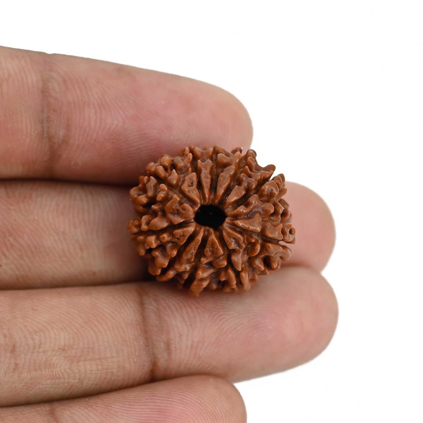 10 Mukhi Rudraksha (Nepal) 22.42 MM