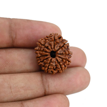 10 Mukhi Rudraksha (Nepal) 22.42 MM