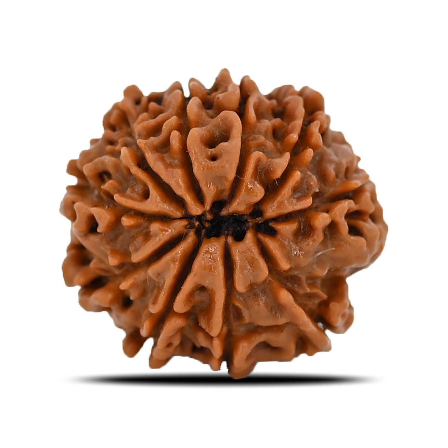 10 Mukhi Rudraksha (Nepal) 21.71 MM
