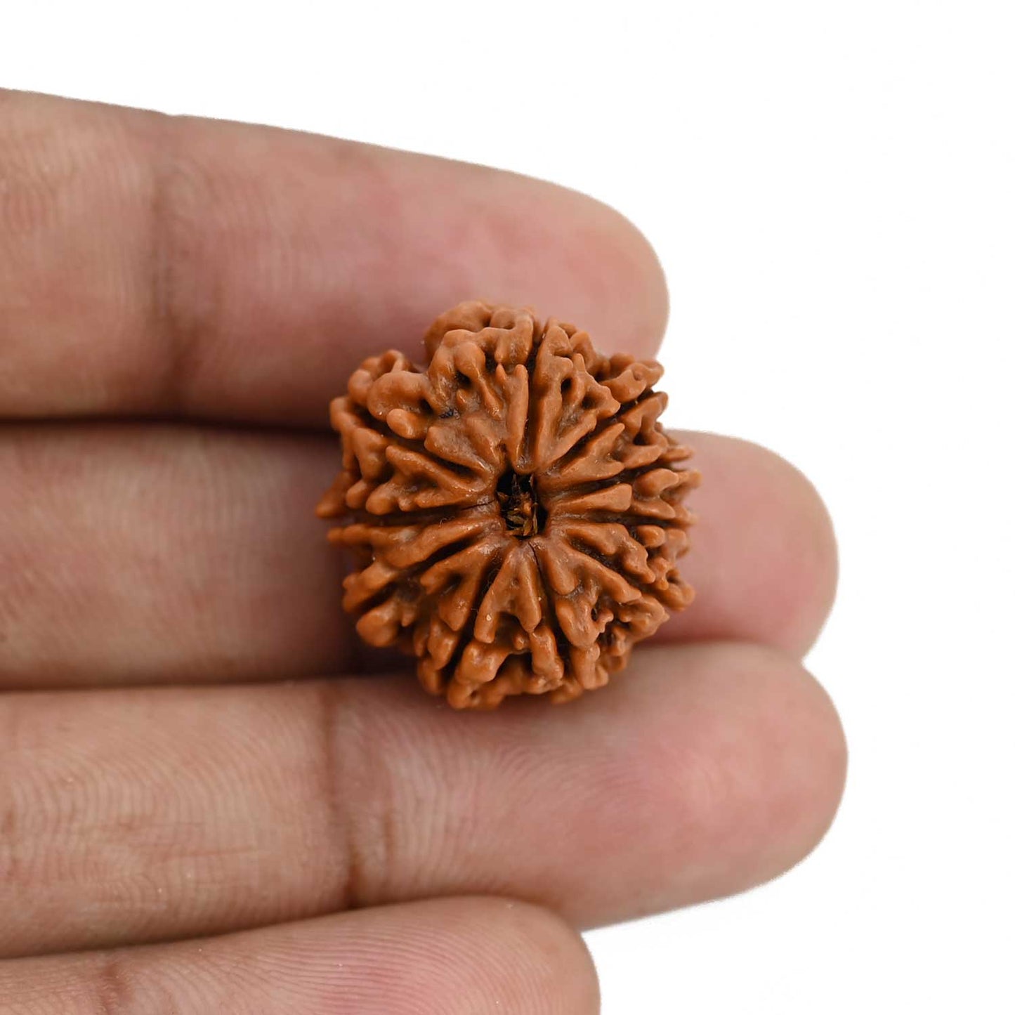 10 Mukhi Rudraksha (Nepal) 21.71 MM