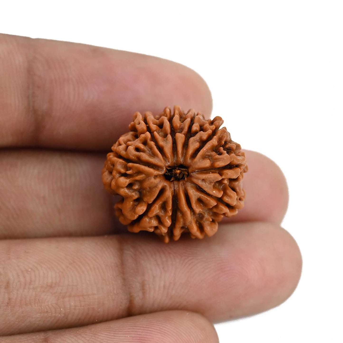 10 Mukhi Rudraksha (Nepal) 21.71 MM