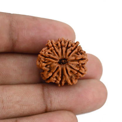 10 Mukhi Rudraksha (Nepal) 21.71 MM