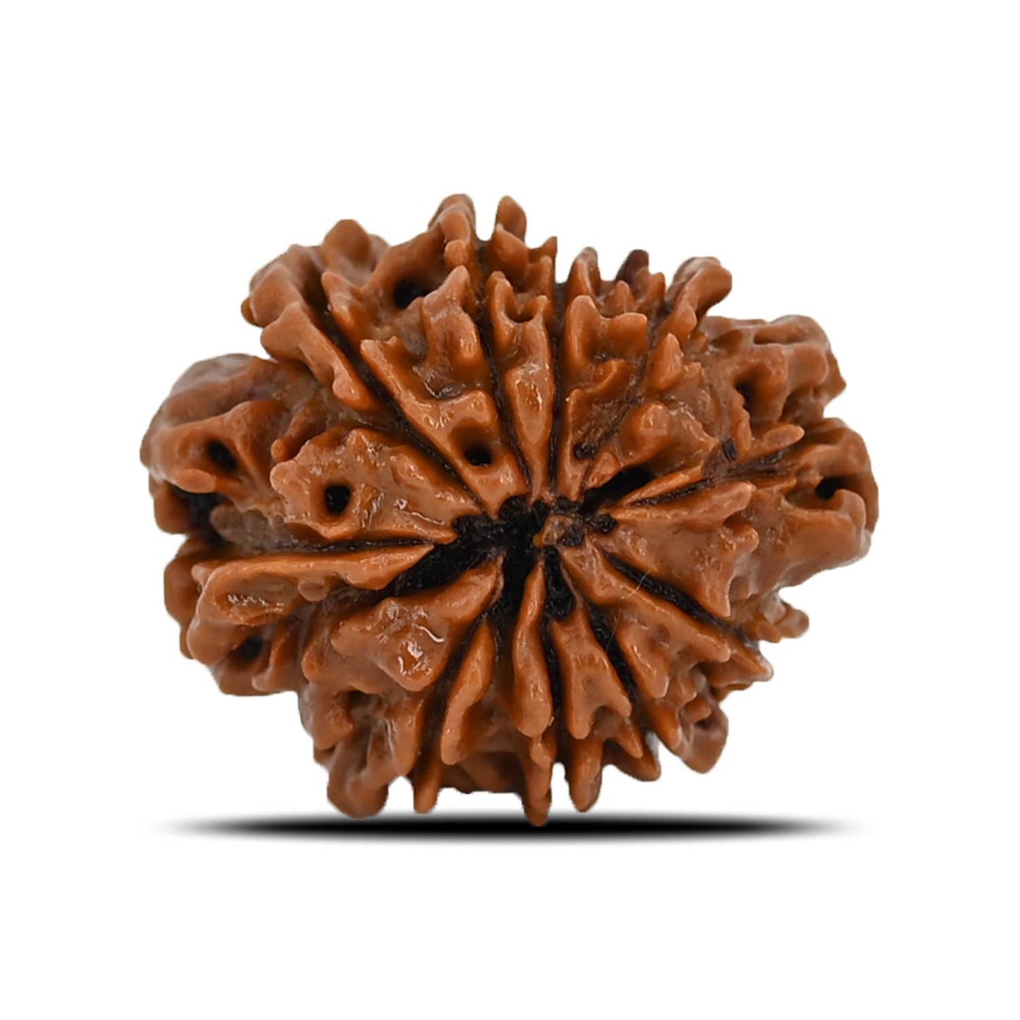 10 Mukhi Rudraksha (Nepal) 24.08 MM