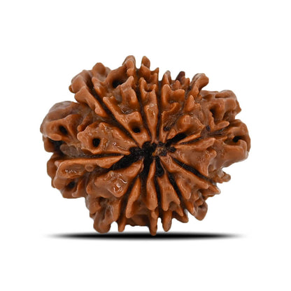 10 Mukhi Rudraksha (Nepal) 24.08 MM