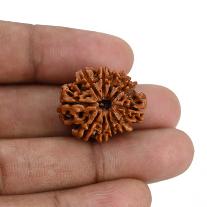 10 Mukhi Rudraksha (Nepal) 24.08 MM