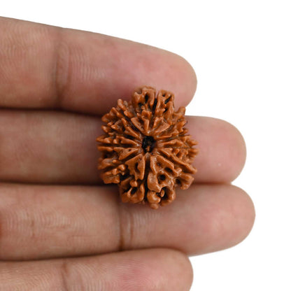 10 Mukhi Rudraksha (Nepal) 24.08 MM