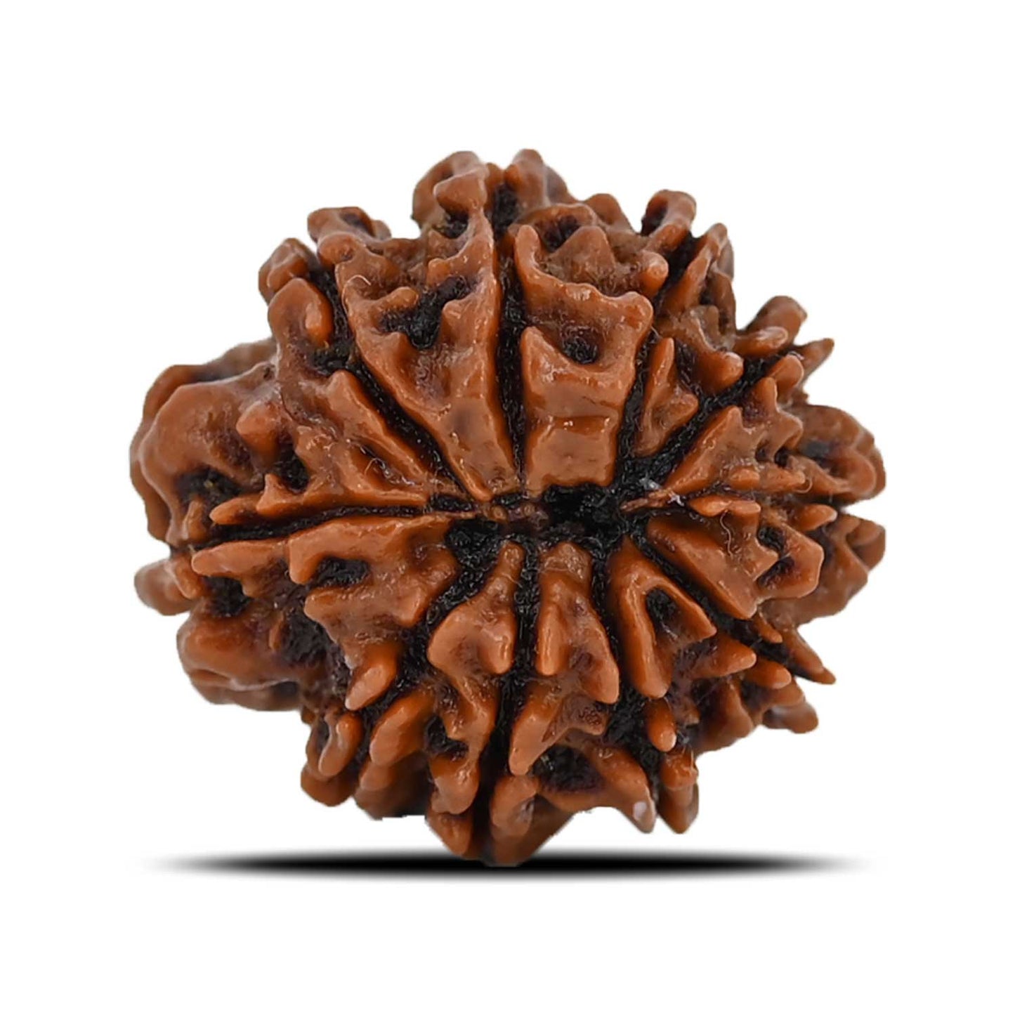 10 Mukhi Rudraksha (Nepal) 22.14 MM