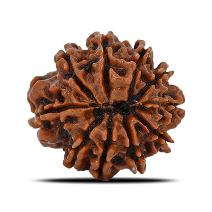 10 Mukhi Rudraksha (Nepal) 22.14 MM