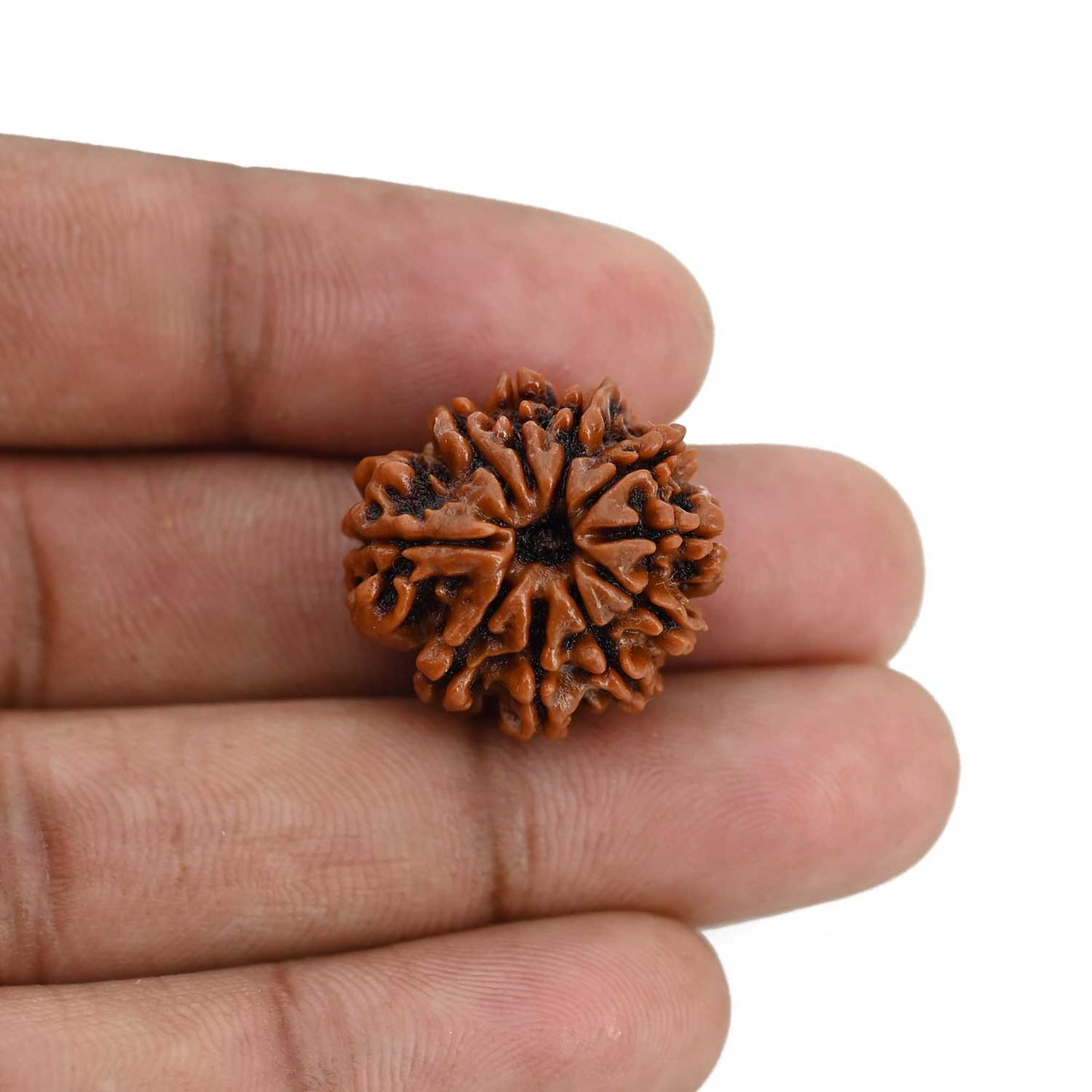 10 Mukhi Rudraksha (Nepal) 22.14 MM