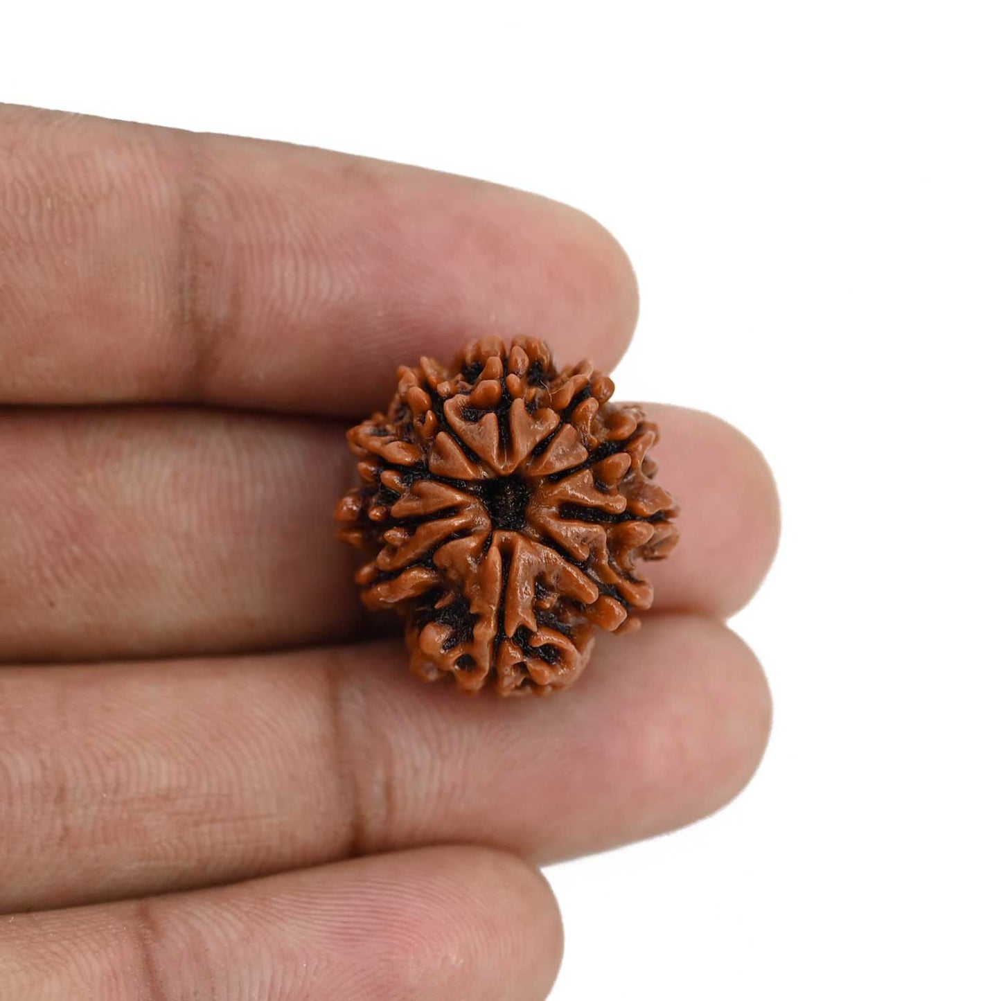 10 Mukhi Rudraksha (Nepal) 22.14 MM