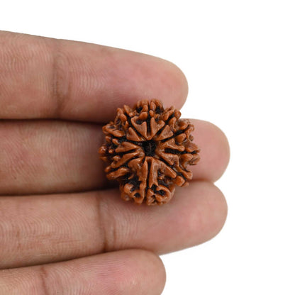 10 Mukhi Rudraksha (Nepal) 22.14 MM