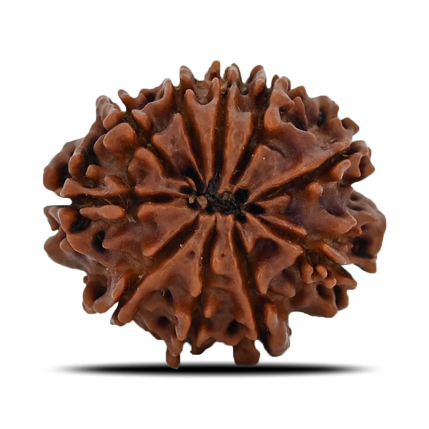 10 Mukhi Rudraksha (Nepal) 23.09 MM
