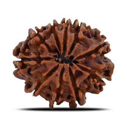 10 Mukhi Rudraksha (Nepal) 23.09 MM