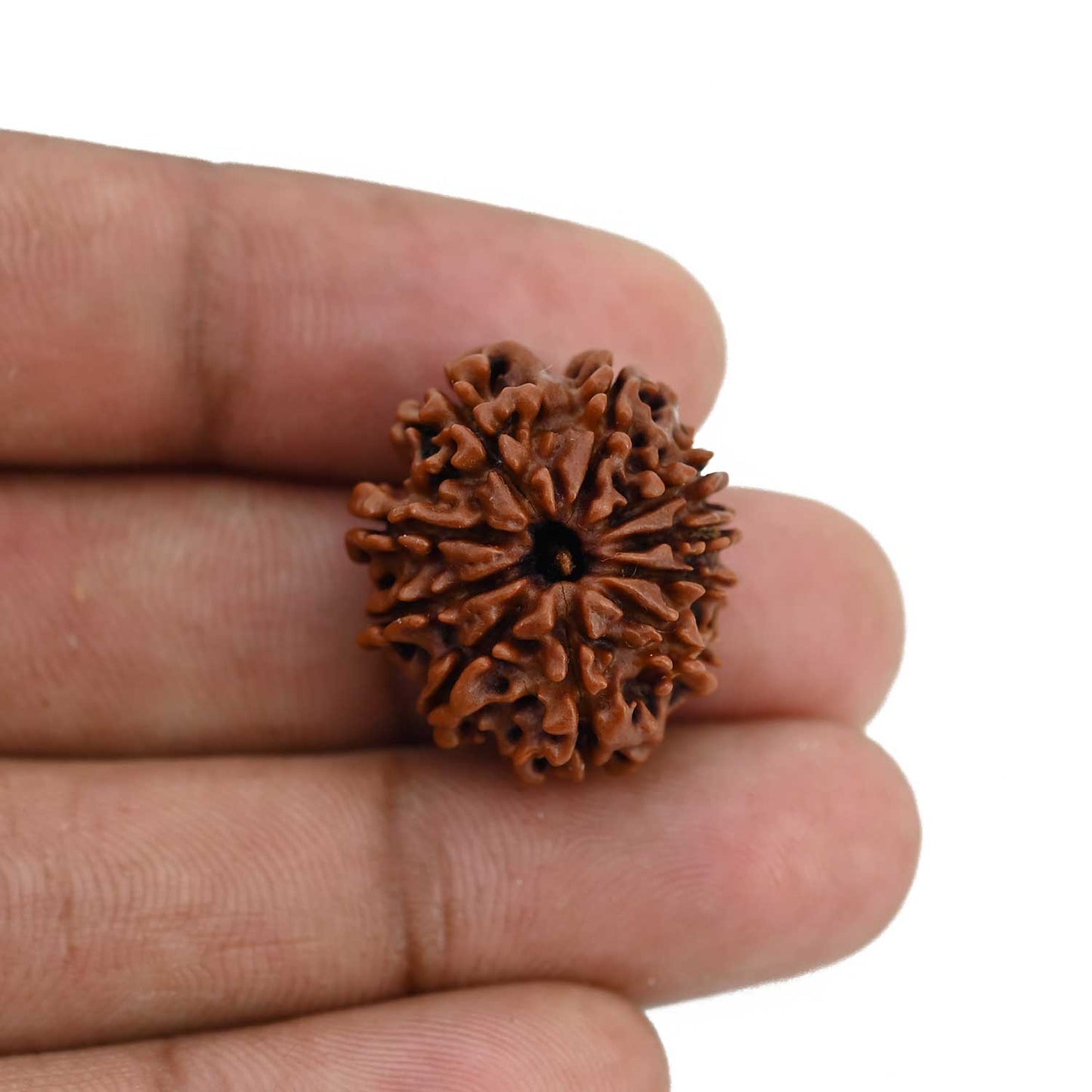 10 Mukhi Rudraksha (Nepal) 23.09 MM