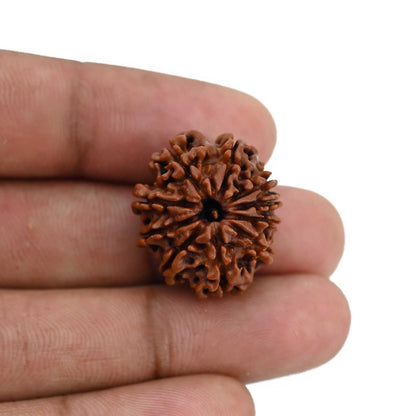 10 Mukhi Rudraksha (Nepal) 23.09 MM