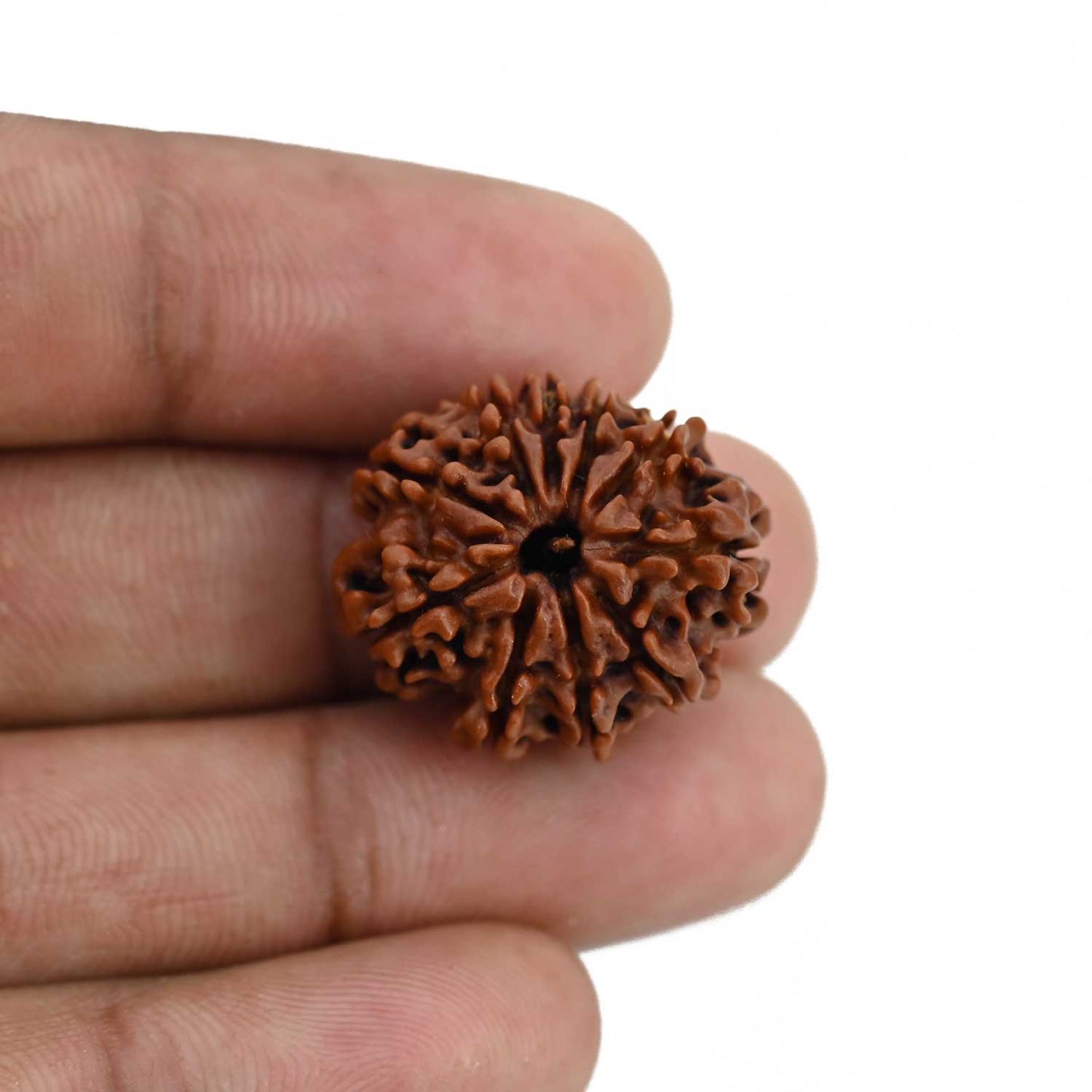 10 Mukhi Rudraksha (Nepal) 23.09 MM
