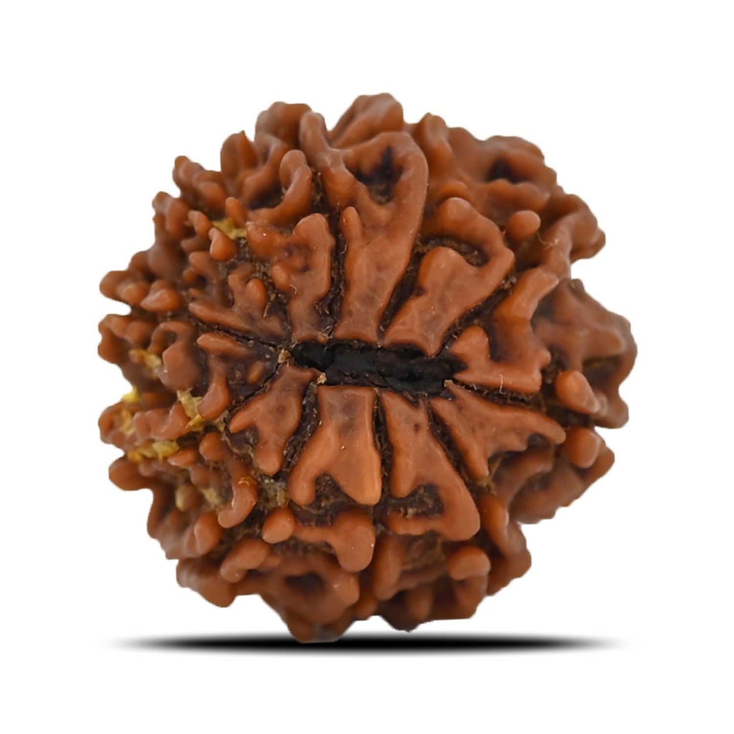 10 Mukhi Rudraksha (Nepal) 22.84 MM