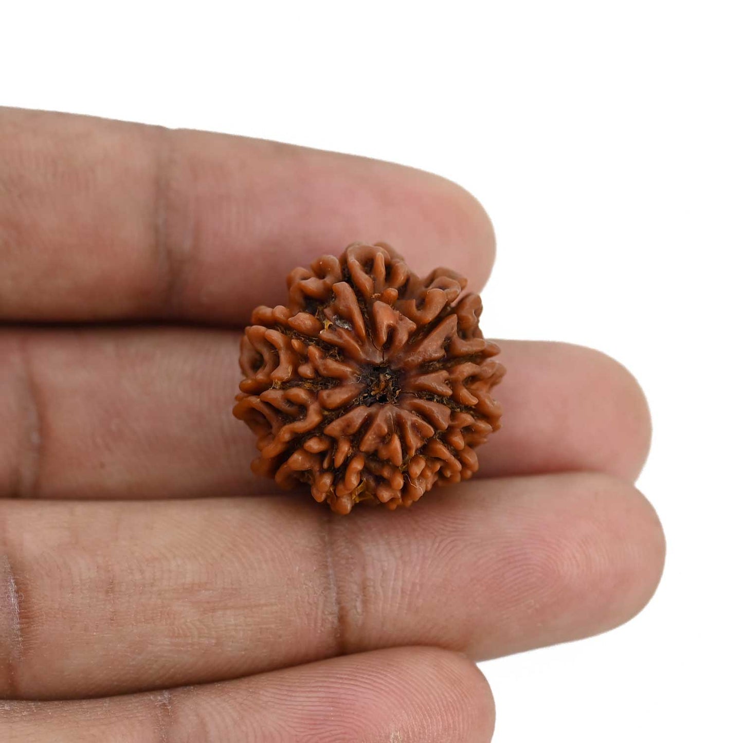 10 Mukhi Rudraksha (Nepal) 22.84 MM