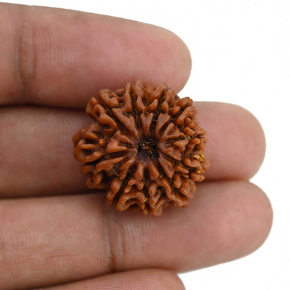 10 Mukhi Rudraksha (Nepal) 22.84 MM