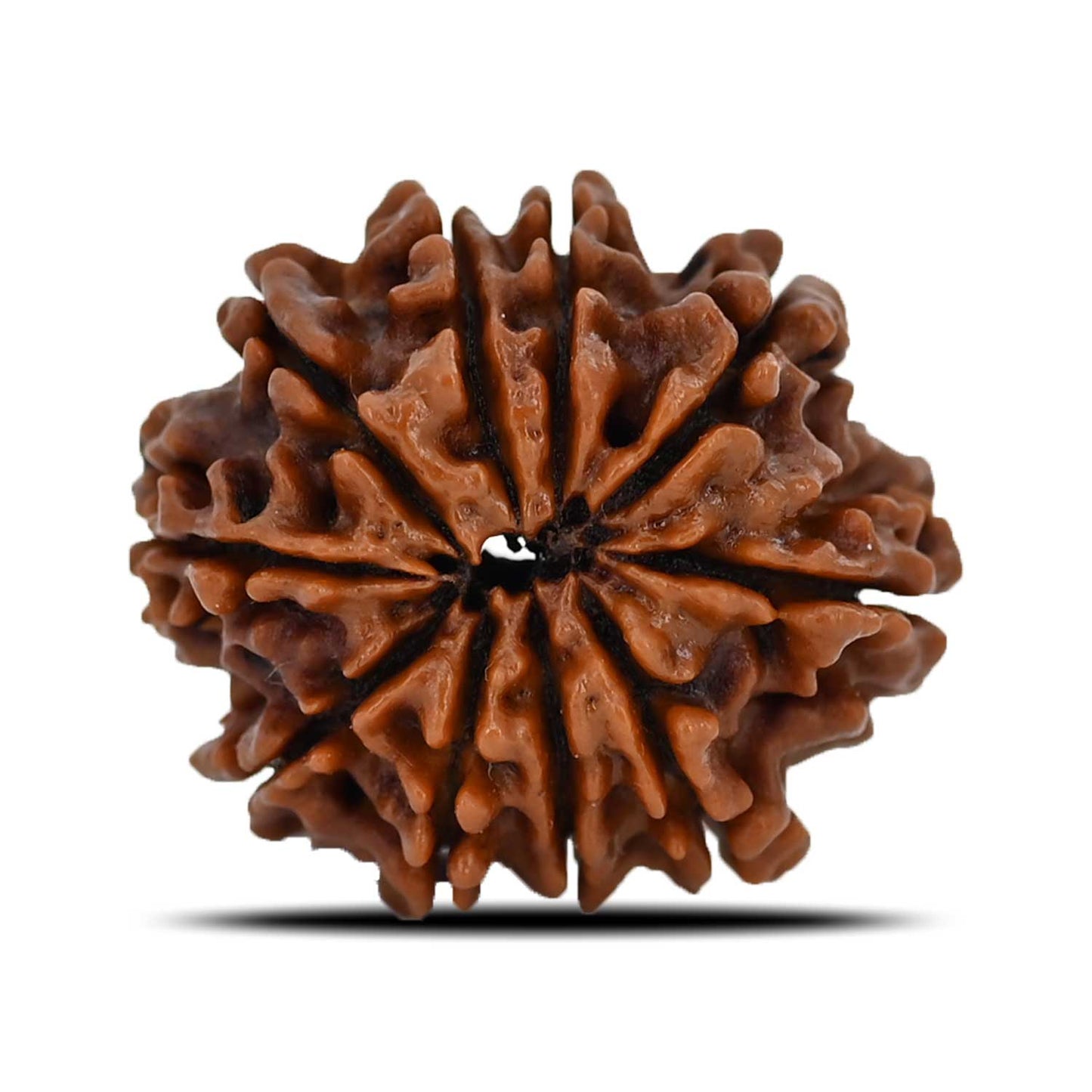 10 Mukhi Rudraksha (Nepal) 23.18 MM