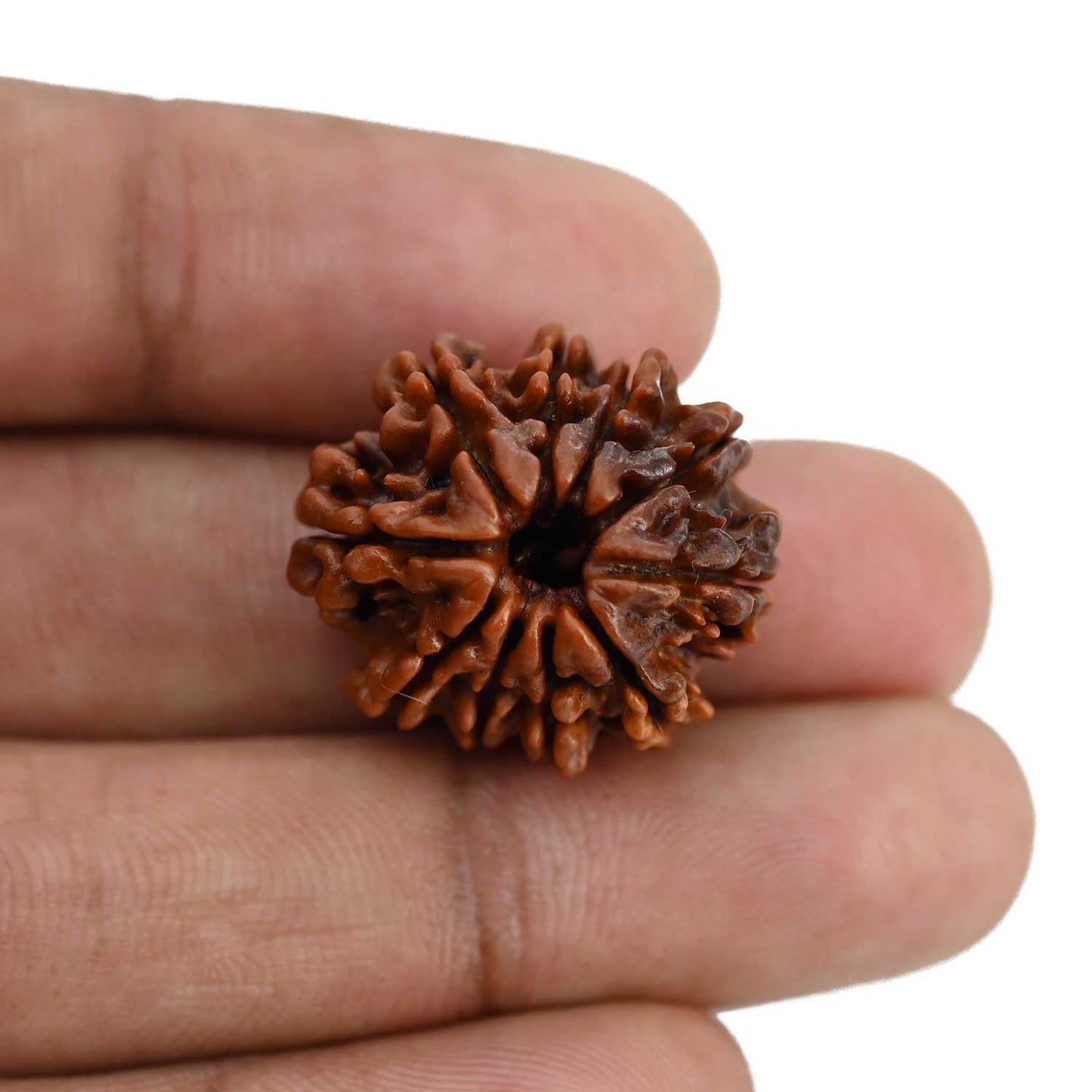 10 Mukhi Rudraksha (Nepal) 23.18 MM