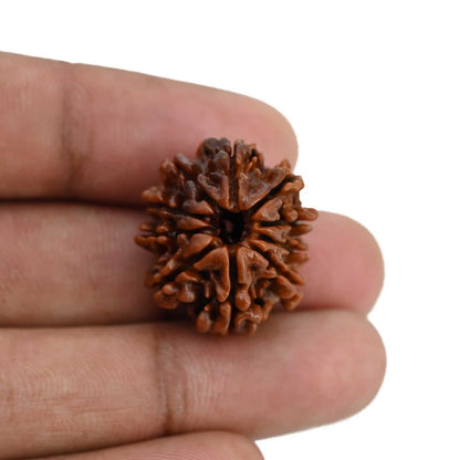 10 Mukhi Rudraksha (Nepal) 23.18 MM